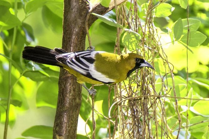 Rocklands Bird Sanctuary & City Highlights Plus Shopping From Montego Bay Native Bird Species