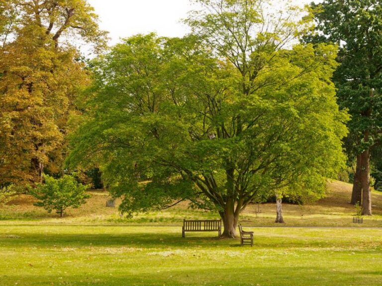 Romantic Walks In Roslin: A Scottish Love Story Roslin Glen Country Park