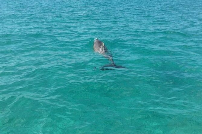 Rose Island Half Day Snorkeling Cruise Activities Included