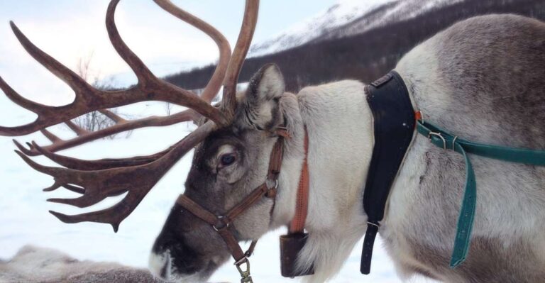 Rovaniemi: Authentic Reindeer Farm Visit And Sleigh Ride Overview Of The Experience