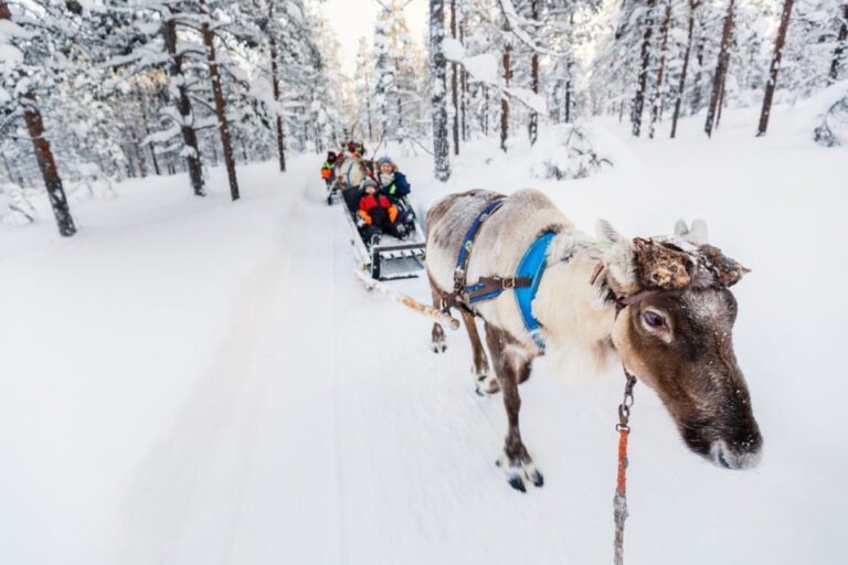 Rovaniemi: Husky & Reindeer Farm Visit With Snowmobile Ride Overview Of The Tour