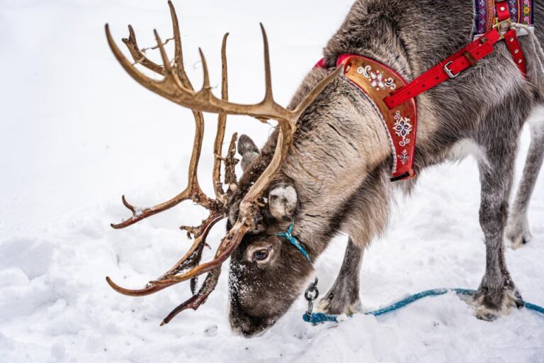 Rovaniemi: Local Reindeer Farm Visit With 2 Km Sleigh Ride Tour Overview