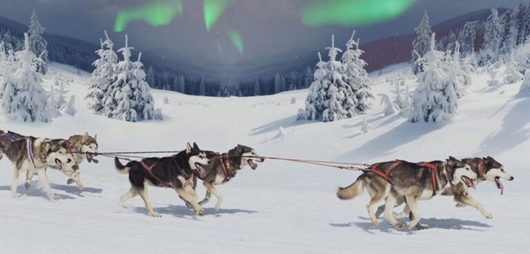 Rovaniemi: Northern Lights And Husky Sleigh Ride Exploring Rovaniemis Countryside