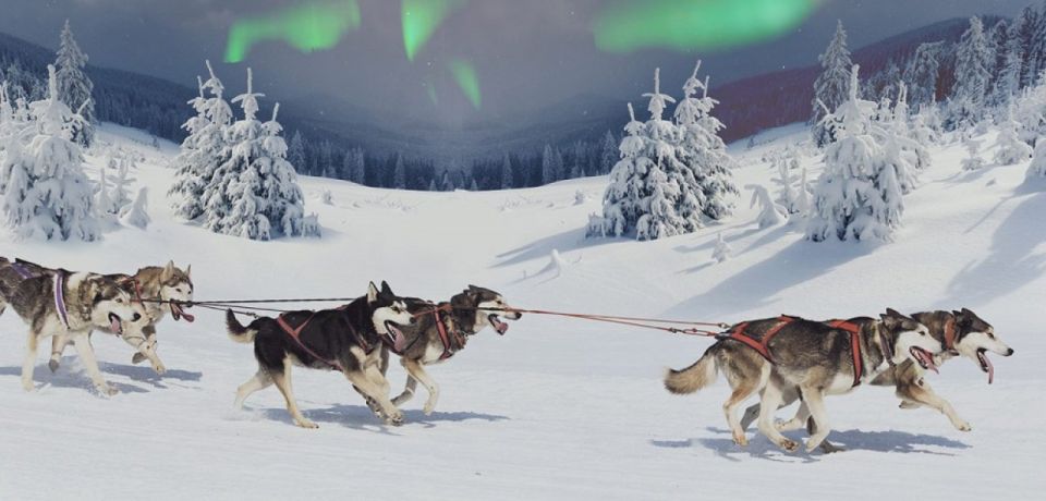 Rovaniemi: Northern Lights and Husky Sleigh Ride - Exploring Rovaniemis Countryside