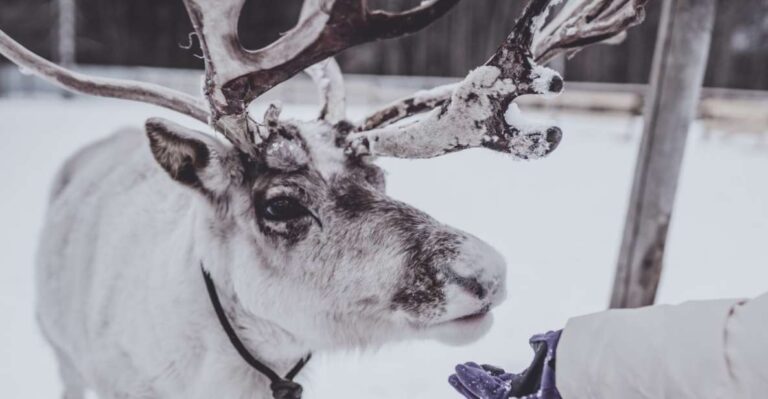 Rovaniemi: Reindeer Farm Visit & Short Sled Ride Journey To Laplands Reindeer Farm