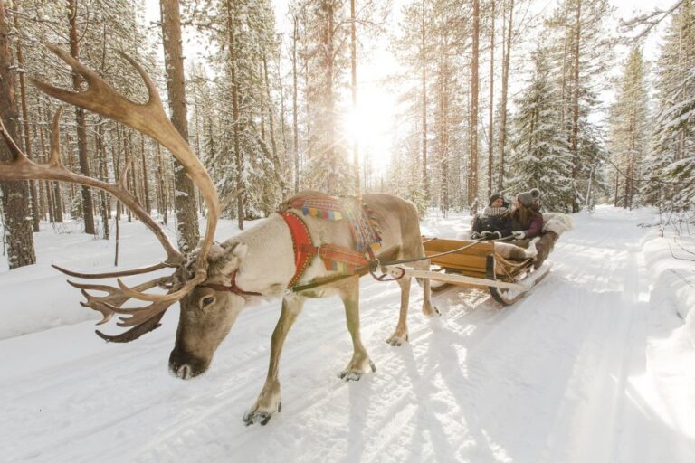 Rovaniemi: Reindeer, Huskies, Santas Pets & Aurora Bbq Tour Tour Overview