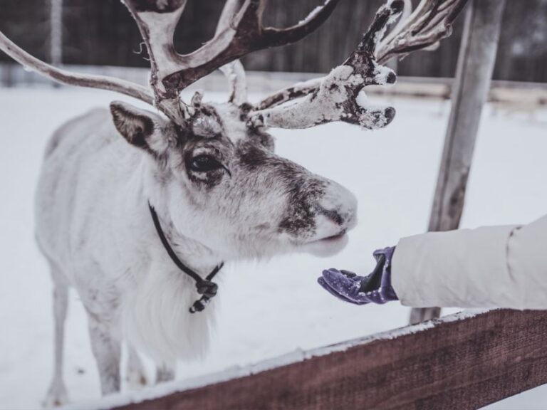 Rovaniemi: Reindeer Safari Tour & 2.5 Km Sled Ride Tour Duration And Group Size