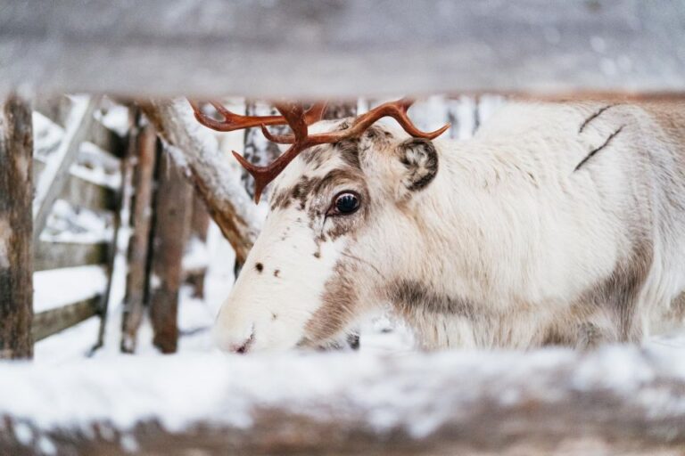 Rovaniemi: Snowmobile Safari, Reindeer & Husky Sleigh Ride Tour Overview