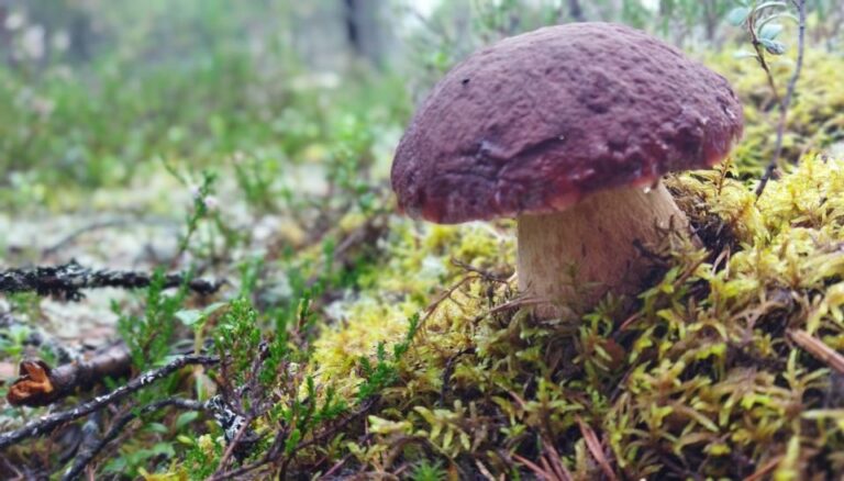 Rovaniemi: Wild Berries And Mushrooms Picking Tour Tour Overview