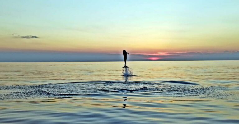 Rovinj: Dolphin Watching Sunset Speedboat Trip With Drinks Tour Overview