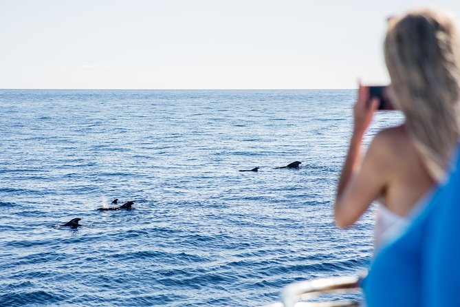 Royal Delfin 2hour Sustainable Dolphin & Whale Watching Mini Cruise Overview And Cruise Details