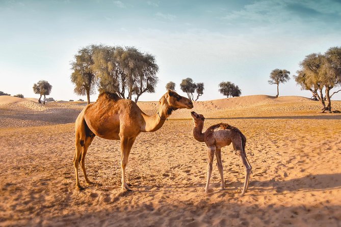 Royal Private Desert Safari Exclusive Suv Thrilling Dune Bashing Experience