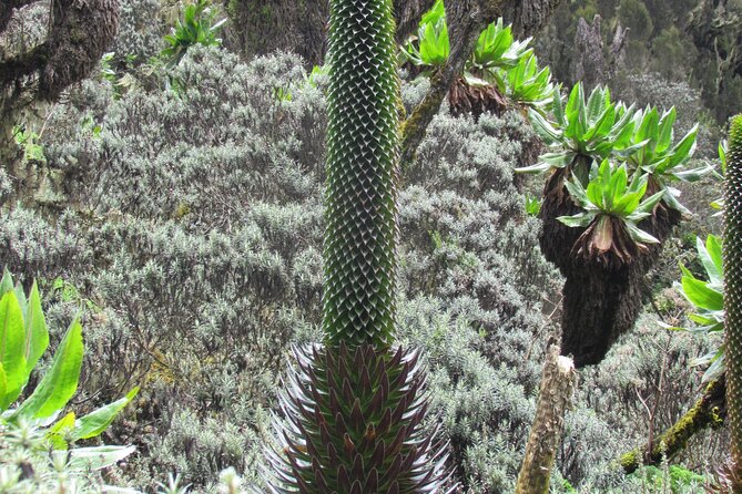 Rwenzori Mountains Trekking With Margherita Peak Summit Margherita Peak Summit Challenge