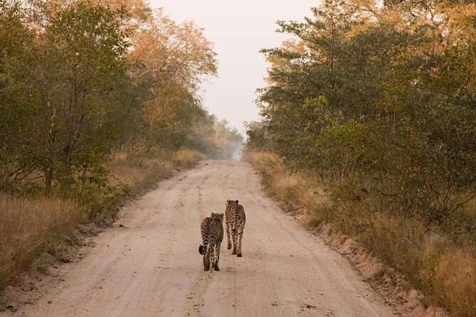 Sabie Game Reserve Sunset Safari Tour With Dinner Tour Overview