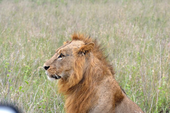 Safari in Nairobi Kenya National Park Half Day Tour - Overview of the Safari