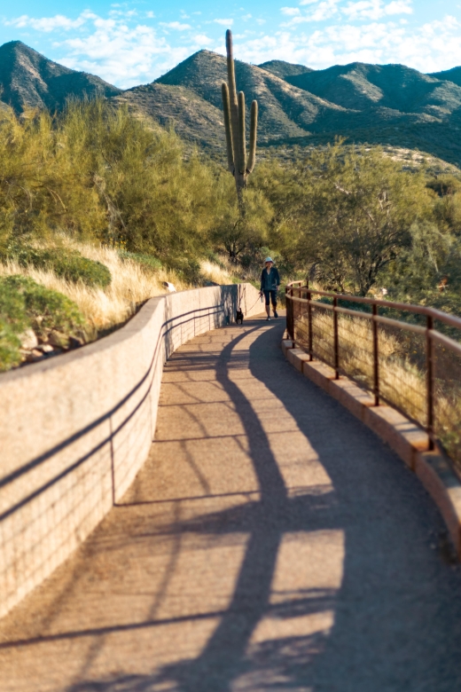 Saguaro National Park: Day Tour & Hike - Towering Saguaro Cacti