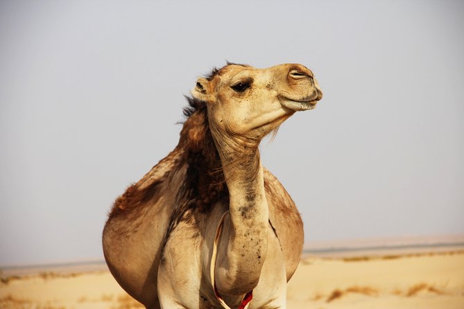 Sahara Desert Tour 2 Days Fez To Marrakech Or Return To Fez Inclusions