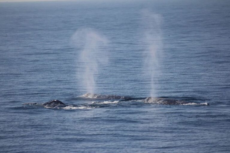 San Diego: Whale Watching Tour Tour Overview And Pricing