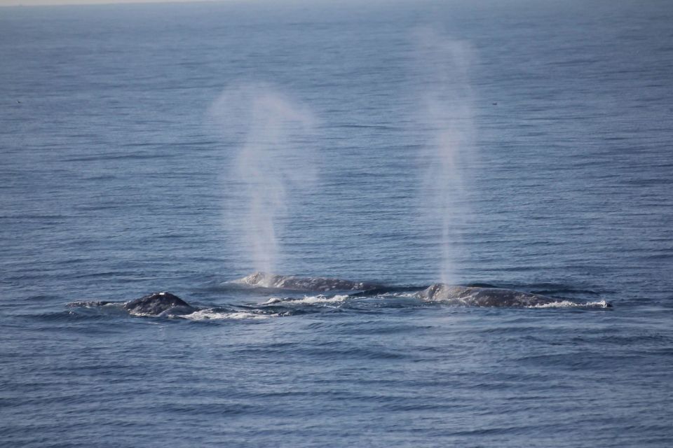 San Diego: Whale Watching Tour - Tour Overview and Pricing