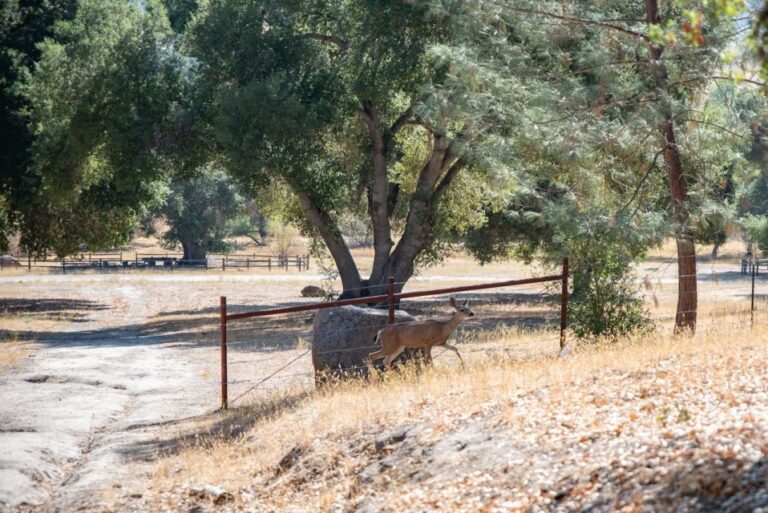 San Luis Obispo: Margarita Ranch Foraging Tour Margarita Ranch: A Foraging Oasis