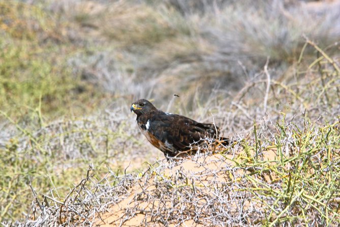 Sandwich Harbour Half Day 4x4 Tour (5 Hours) From Walvis Bay Tour Overview