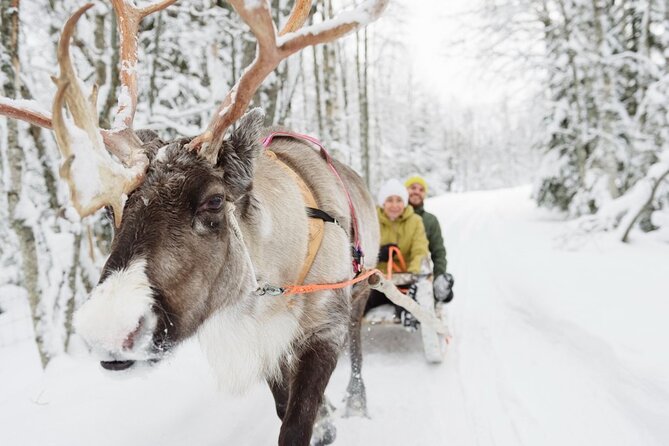 Santas Reindeer & Husky Safari + Santas Pets + Aurora Bbq! Tour Overview