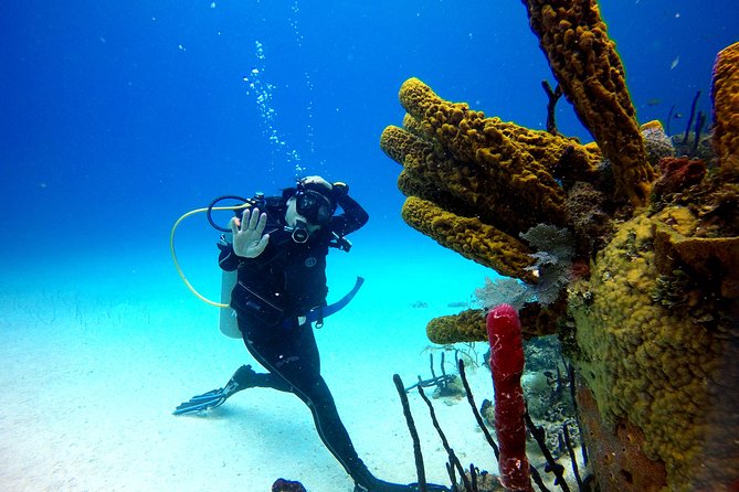 Saona Diving - Overview and Location