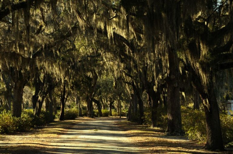 Savannah: Bonaventure Cemetery After Hours Tour Tour Overview