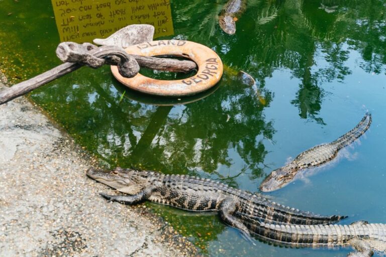 Savannah: Tybee Island Dolphin Tour Tour Overview