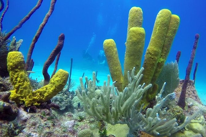 Scuba Diving At Catalina Island 2 Tank For Certified Divers Itinerary And Inclusions