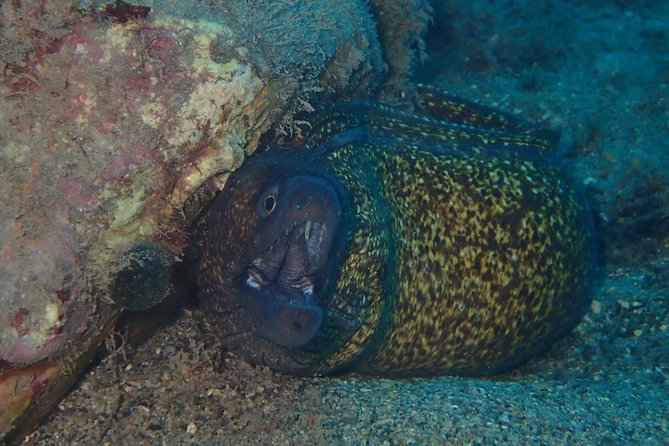 Scuba Diving Experience In Taormina Exciting Scuba Adventure