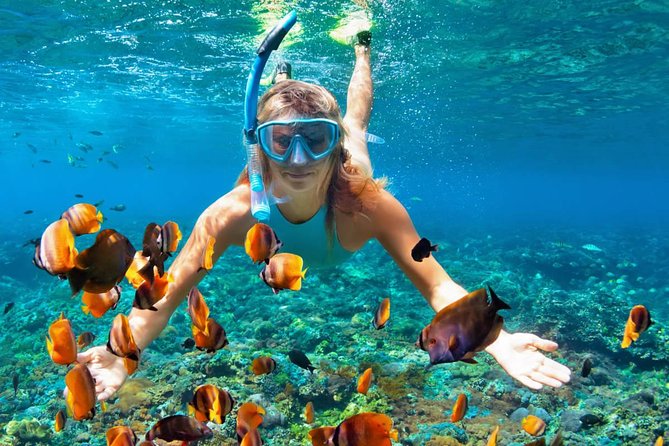 Scuba Diving & Snorkeling on Catalina Island | 2 Tanks, 2 Spots - Inclusions