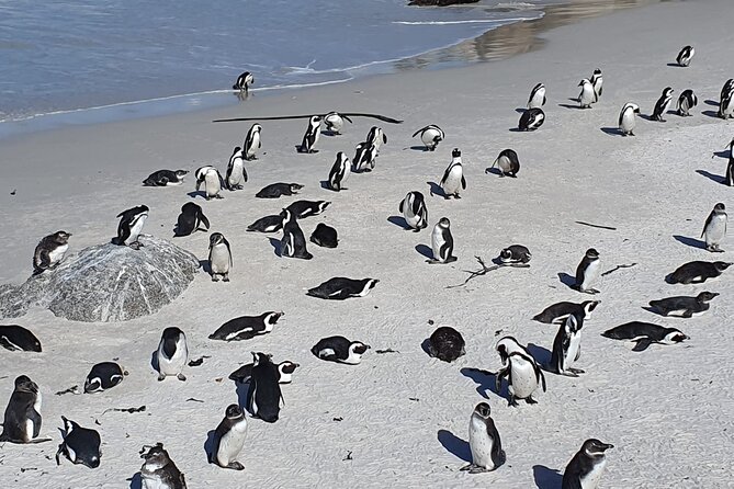 Seal Island,cape Of Good Hope&penguins Shared Tour,from Cape Town Meeting And Pickup