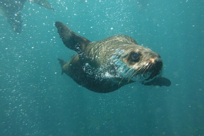 Seal Snorkeling Experience In Cape Town Tour Overview