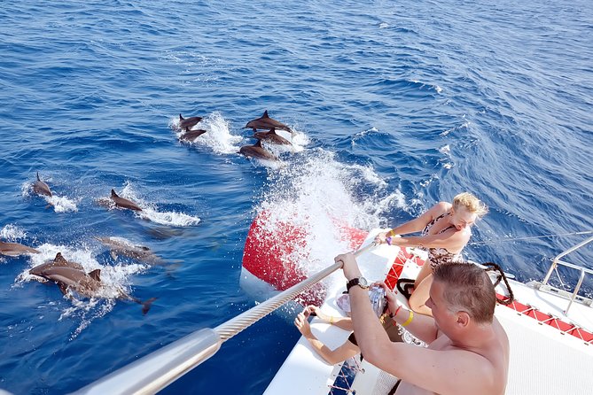 Semi Private Speedboat Swim With Dolphins Sea Trip From Hurghada Tour Inclusions