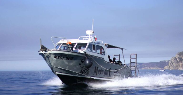 Sesimbra: Guided Dolphin Watching In Arrábida Natural Park Tour Overview