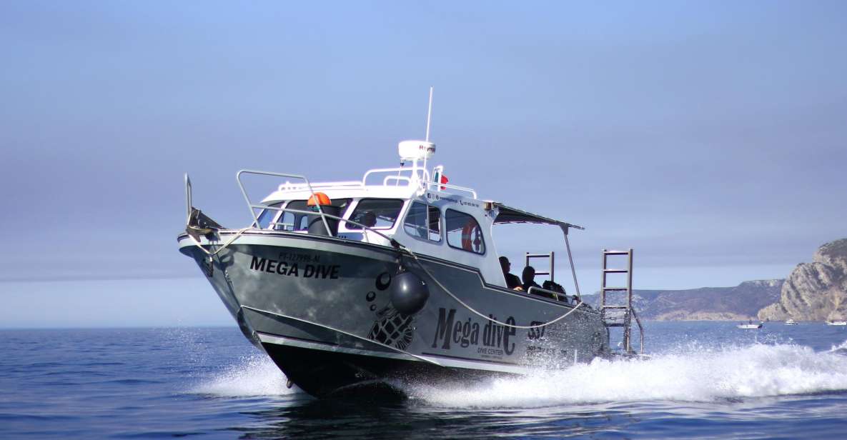 Sesimbra: Guided Dolphin Watching in Arrábida Natural Park - Tour Overview