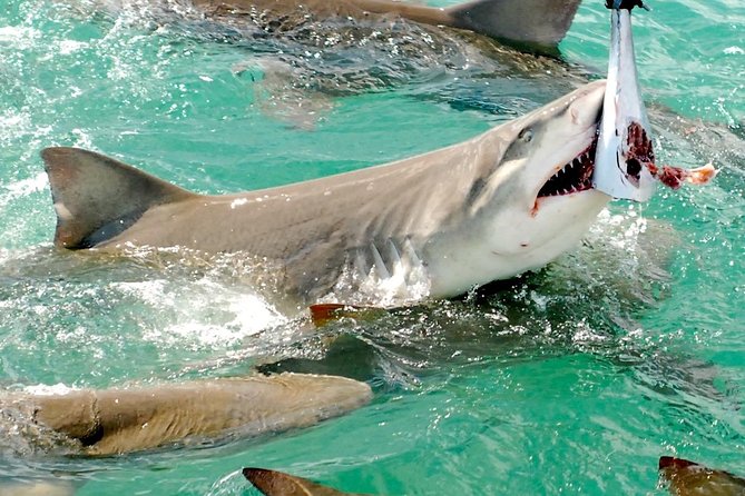 Shark And Wildlife Viewing Adventure In Key West Overview And Experience