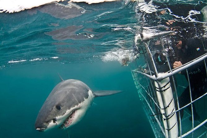 Shark Cage Diving And Viewing (self Drive) Overview And Inclusions