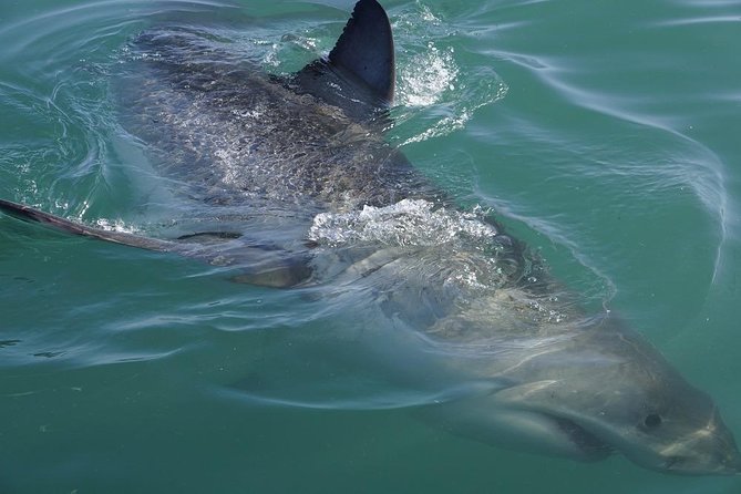 Shark Cage Diving Viewing Only - Overview of the Experience