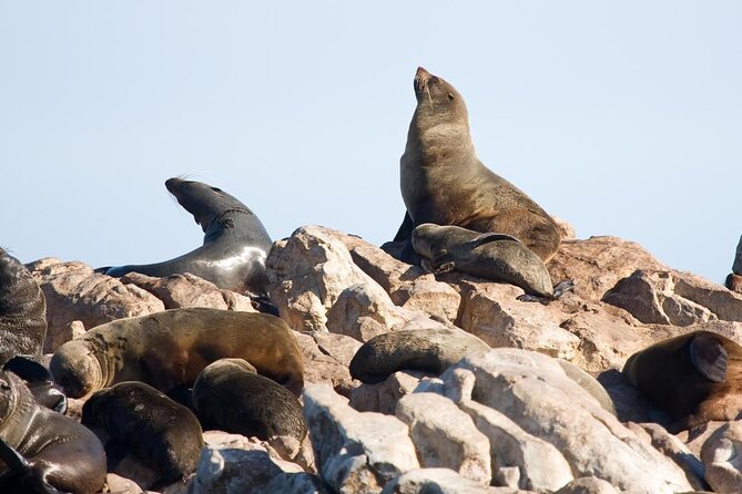 Shark Cage Diving & Viewing Tours In Gansbaai Inclusions And Amenities