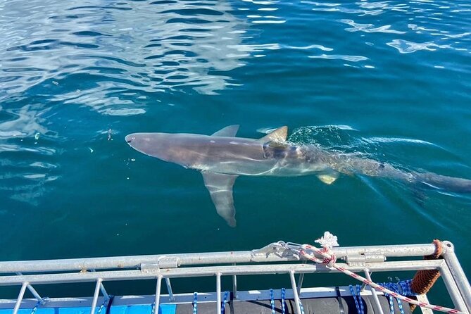 Shark Explorers Meeting Point And Pickup