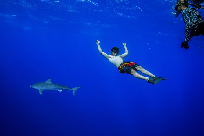 Shark Tour Dive With Sharks In Hawaii With One Ocean Diving Tour Overview And Details