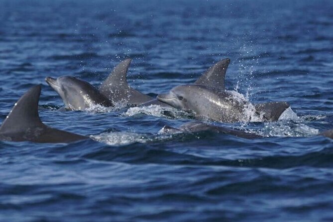 Side: Dolphin Island Boat Tour With Foam Party and Lunch - Inclusions