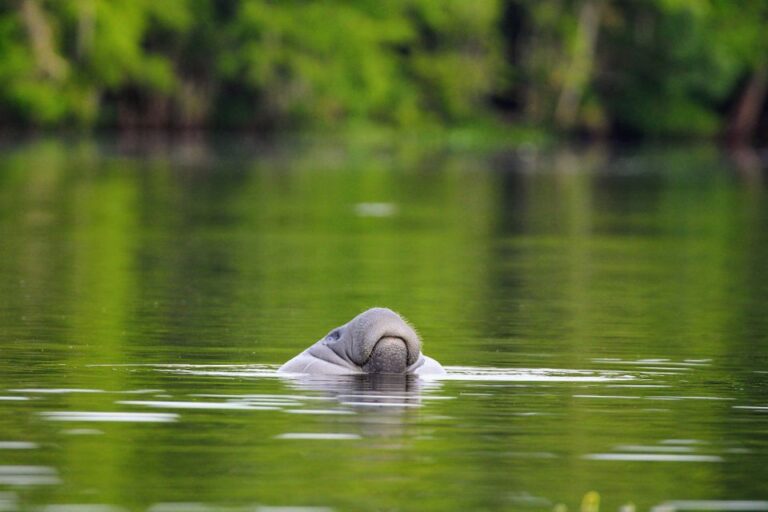 Silver Springs Manatee Kayaking Tour Tour Overview