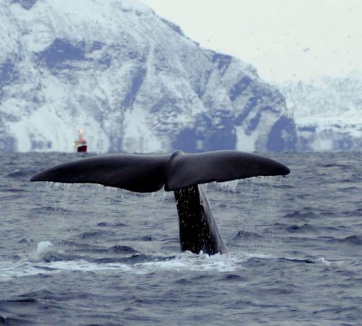 Skjervøy: Birds and Wildlife of Arctic Norway - Tour Overview