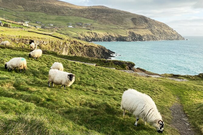 Slea Head Photo & Sightseeing Tour Overview