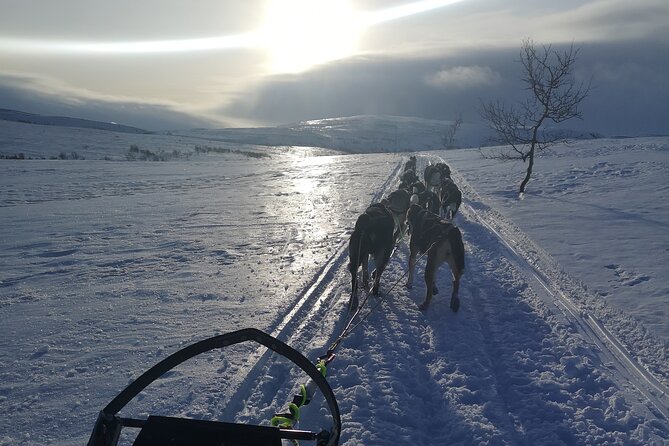 Sled Trip With Husky In The Alta Valley Overview Of The Tour