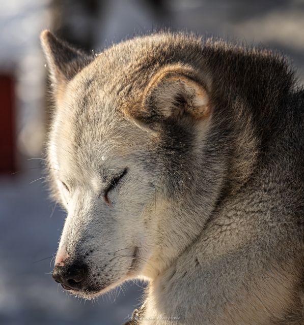 Sleddog Husky Safari Including A Hot Drink About The Sleddog Husky Safari