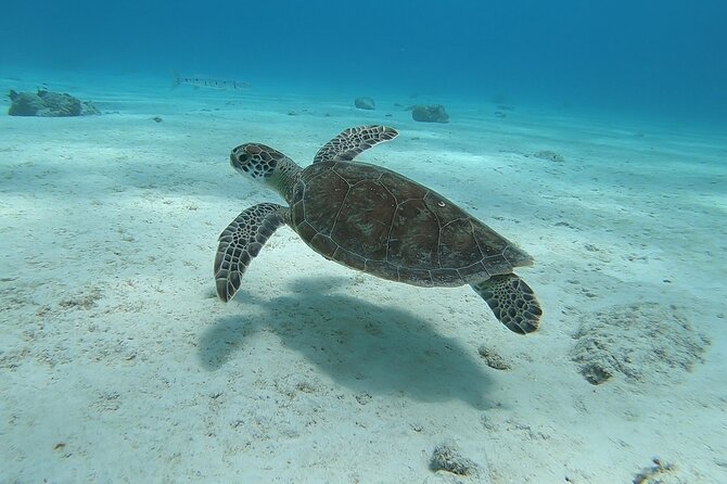 Small Group Diving Experience In Caribbean Included In The Package